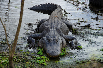 Big alligator head-on in the water