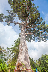 Fototapeta premium Huge ancient Yang Tree Rubber Tree with colorful decoration, symbol of life at the Baan Tai Village in Koh Phangan, Thailand