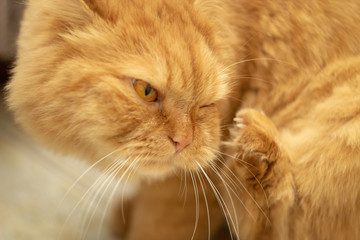 Cutу fluffy Ginger cat with yellow eyes lying on bed. Close up Red cat.