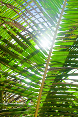Obraz na płótnie Canvas Sunbeams thru the green tropical palm leafs