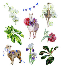Watercolor tropical set of alpaca, ostrich and cartoon llama with pasque-flower, peony, orchids and iris. Exotic leaves of schefflera, croton. Use as interior artwork or textile design.