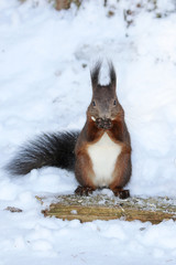 Eichhörnchen beim Schneemann bauen © MerkAngela.WH
