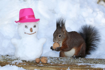 Eichhörnchen beim Schneemann bauen © MerkAngela.WH