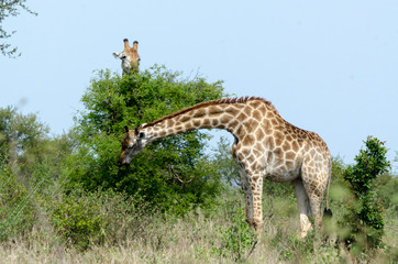 Girafe, Giraffa camelopardalis,  giraffe, Parc national Kruger, Afrique du Sud