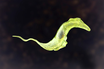 Trypanosoma cruzi parasite, 3D illustration. A protozoan that causes Chagas' disease transmitted to humans by the bite of triatomine bug