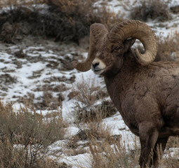 Bighorn Sheep