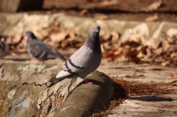 Pigeon