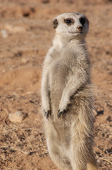 suricate guard standing upright 