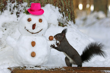 Eichhörnchen beim Schneemann bauen © MerkAngela.WH