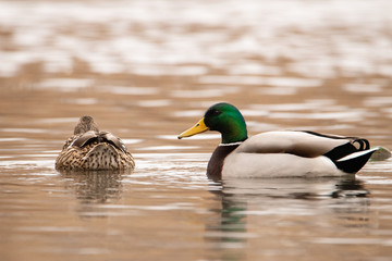 Obraz premium Two wild colored ducks floating on the river. The male swims sideways and looks at the camera.