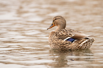 Beautiful female wild duck floating on the river. A strip of blue and white feathers adorns the back of the Mallard.