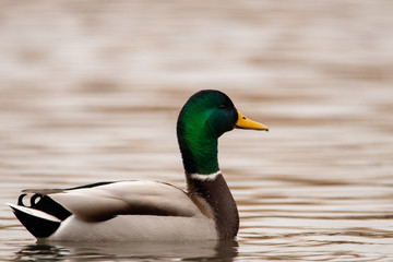 Fototapeta premium Male wild duck with a green head floating on the water. Beautiful and colored feathers on the body.