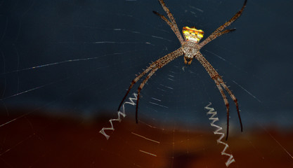 a macro shot of a spider and its web. an isolated spider and isolated huntsman.