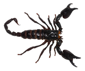 black scorpion isolated on white background (PANDINUS LONGIMANUS)