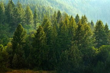 Pine Forest During Rainstorm Lush Trees