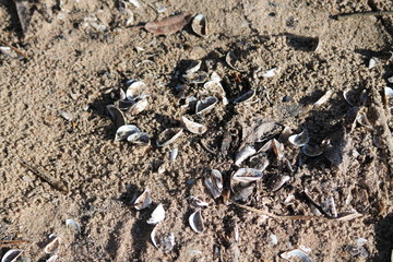 shell on sand 
