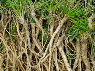 Radici di prezzemolo pronte per essere trapiantate nel terreno agricolo.