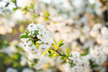 White cherry blossoms in spring sunny day. Cherry blossom flower full blooming in spring season. Spring sunny weather. Easter spring flowering. Cherry tree in white flowers.