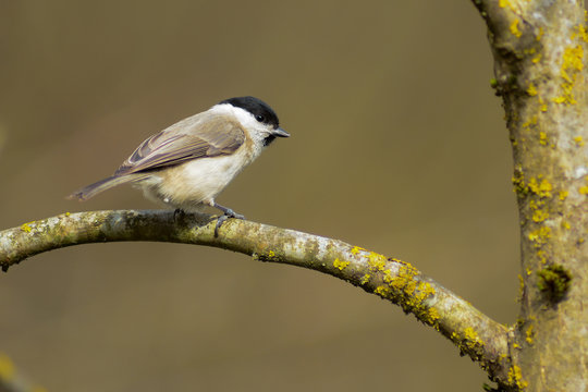 cincia bigia (Poecile palustris) - ritratto su ramo