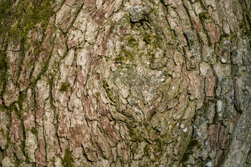 Pine bark of the tree in the sun