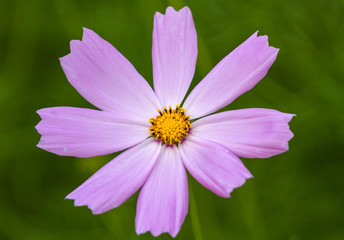 Puprle flower close-up