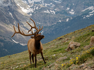 A bull elk stands before the backdrop of Rocky Mountain National Park, Colorado