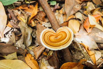 Mushroom in the woods among dry leaf