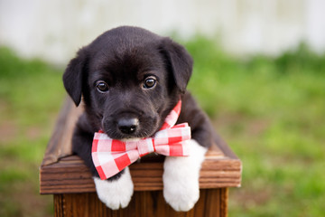 New Border Collie Lab Puppy outside in a Red and White Gingham Bow Tie