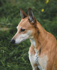 pretty lurcher dog portrait 