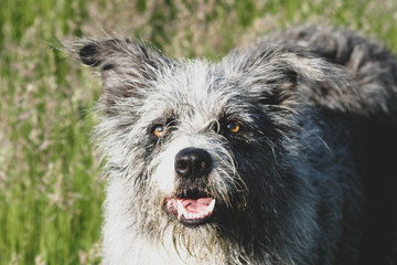 sheepdog portrait 