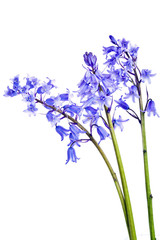 Obraz premium Bluebells