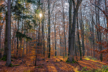 Magic atmosphere in autumn forest