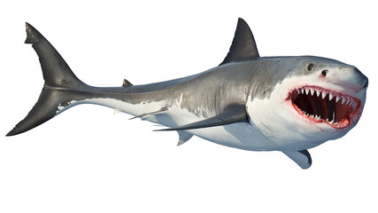 White shark marine predator big open mouth. Isolated background. 3D rendering - 250085112