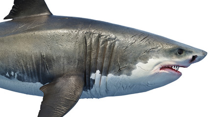 White shark marine predator big, side view, close view. 3D rendering - 250085193