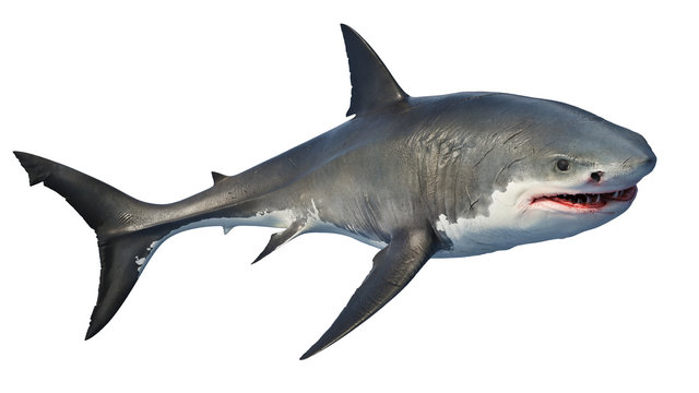 White shark marine predator big. Isolated background. 3D rendering
