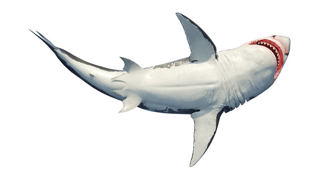 White shark marine predator big swimming, bottom view. 3D rendering