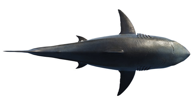 White shark marine predator big, top view. 3D rendering