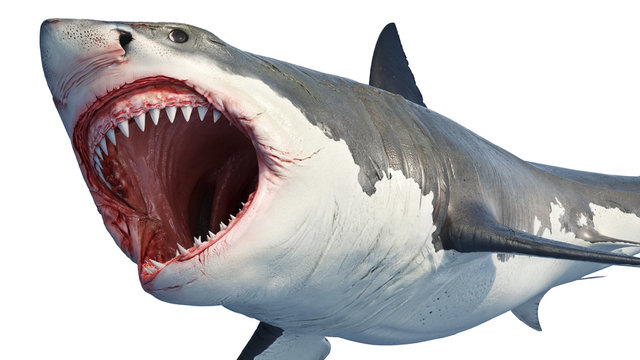White shark marine predator with big open mouth and teeth. 3D rendering