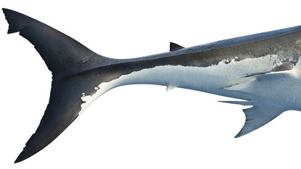 White shark marine big predator tail, side view, close view. 3D rendering