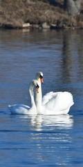 bird swans cygnus olor ratio 1:2