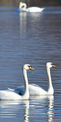 Obraz premium bird swans cygnus olor ratio 1:2