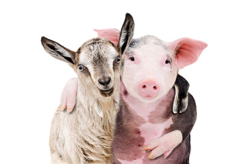 Fototapeta premium Portrait of a goat and a pig embracing each other isolated on white background