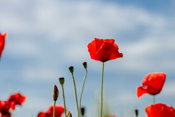 Obraz premium red wild poppy