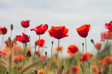 red wild poppies - obrazy, fototapety, plakaty