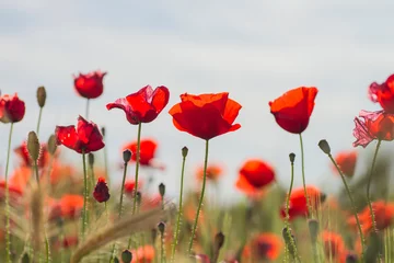 Foto op Plexiglas red wild poppies © Azahara MarcosDeLeon