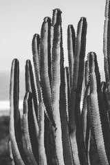 Papier Peint photo Noir et blanc affiche de la nature. cactus. noir et blanc