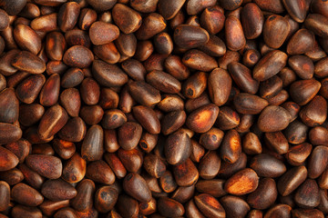 Pine nut in the shell close-up. Texture Macro