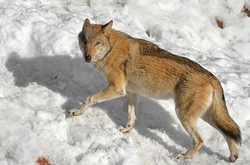 Obraz premium Eurasian wolf (Canis lupus lupus) runs through snow