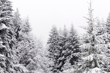 winter mountain woods. snowy pine forest trees.