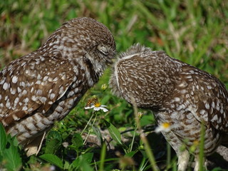 Kissing Owls